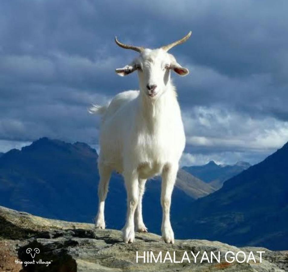 The Goat Village Myani Εξωτερικό φωτογραφία